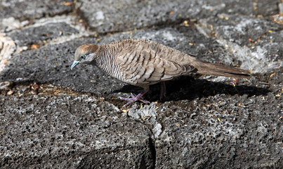 Zebra Dove looking for food, Mauritius
