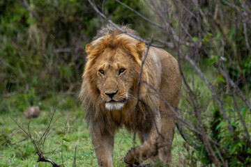 Beautiful portrait of the king of the savannah, young lion walks with piercing gaze on the grass in...