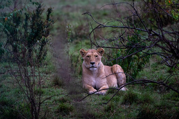 The queen of the savannah, adult lioness looking at camera in the grass and in the rain in the masai mara national reserve in Kenya, Africa