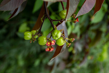 Flower of Sacred Tree color of beauty in nature