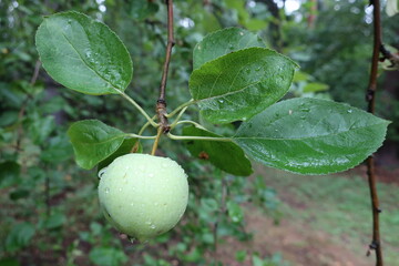 Apple on a tree. Ripe green apple in raindrops on an apple tree branch, close-up