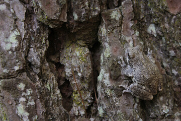 Gray Tree Frog Hyla chrysoscelis on pine tree in Eastern Texas