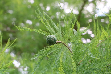 Swamp cypress, Taxodium distichum | Bud