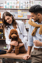 Positive veterinarian looking at poodle near blurred arabian client in pet shop