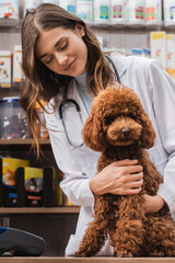 Smiling veterinarian in white coat looking at poodle in pet shop