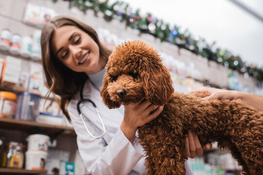 Poodle near blurred veterinarian and man in pet shop
