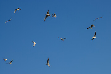 Flock of Seagulls flying on blue sky background