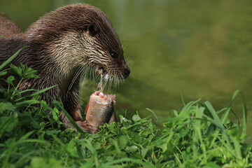 Fischotter frisst Fisch