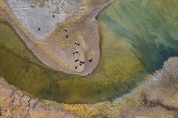 Top down view of a herd of horses grazing on the shore of a shallow lake. Aerial view of animals in...