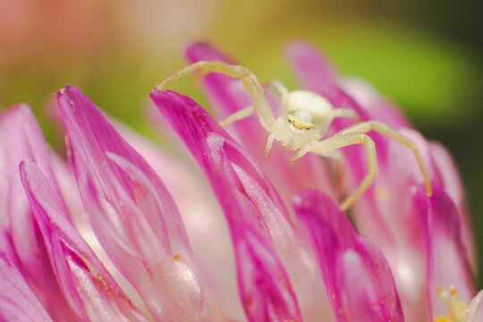 Closeup shot of the Misumena vatia (flower crab spider) on a pink flower
