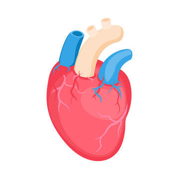 Heart Isometric Illustration