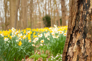 Landscape with rough tree trunk and flowers in the background. Spring in a forest.