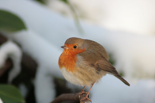 Robbin perched on a branch between the snow. Bird puffed up to keep warm.