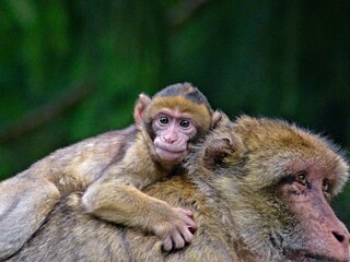 Monkey mountain - Kintzheim - August 2021: More than 200 Barbary macaques are free in the park with infants under 5 months old	
