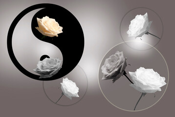 artistic yin yang with roses in circles in gray, black and white tonality like spiritual esoteric and wall art 