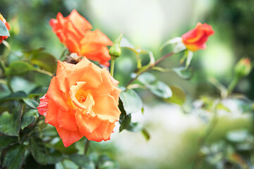 Garden rose flower on blurry background.