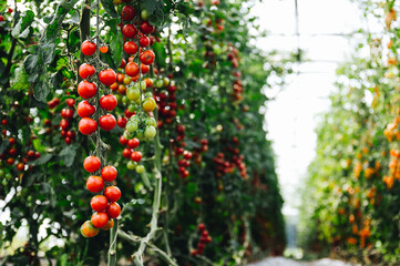 Superfood Tomaten, viele rote Cherry Tomaten am Strauch. Hochformat
