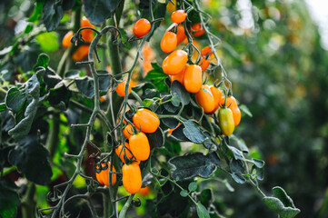 viele frische, gelbe Tomaten am Strauch, zum pflücken im Gewächshaus