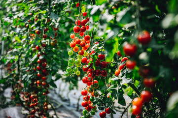 Superfood Tomaten, viele rote Cherry Tomaten am Strauch. 
