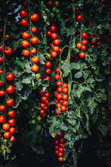 Superfood Tomaten, viele rote Cherry Tomaten am Strauch. Hochformat