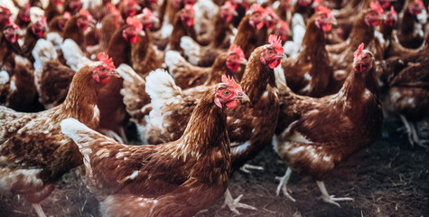 Viele Hühner laufen in eine Richtung auf Bio Bauernhof. in Freilandhaltung, Bodenhaltung.