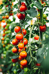 Superfood Tomaten, viele rote Cherry Tomaten am Strauch. Hochformat
