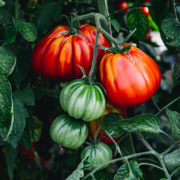 Superfood Tomaten, rote und gr&uuml;ne Ochsenherz, Fleischtomaten am Strauch. 