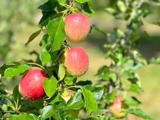 Apples with water drops after summer rain in garden.