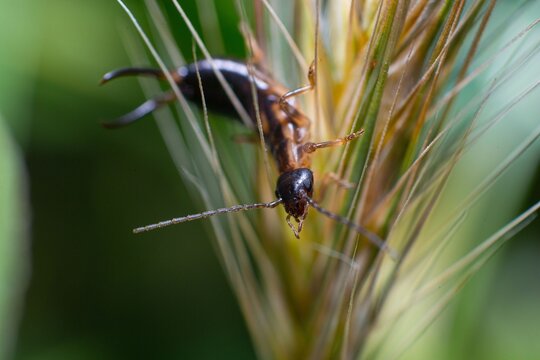 Closeup shot of the Forficula auricularia (European earwig) on a wheat plant