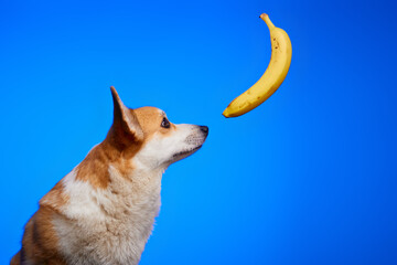 Cute Welsh Corgi Pembroke dog sniffing a dangling yellow banana against a blue background. The yellow banana is hanging over the dog's head. Bananas in the puppy's diet. World Vegetarian Day.