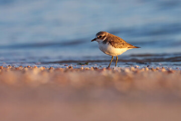 Bird. Lesser sand plover on the beach. Charadrius mongolus. Beautiful background. Natural background. Abstract background.  