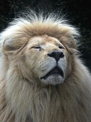 Obraz premium Amnéville Zoo, August 2022 - Magnificent white lion 