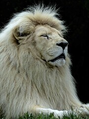 Amnéville Zoo, August 2022 - Magnificent white lion	