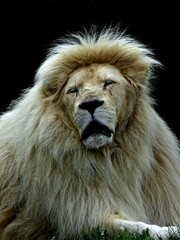 Amnéville Zoo, August 2022 - Magnificent white lion	