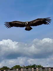 Fototapeta na wymiar Amnéville Zoo, August 2022 - Magnificent flying bird show