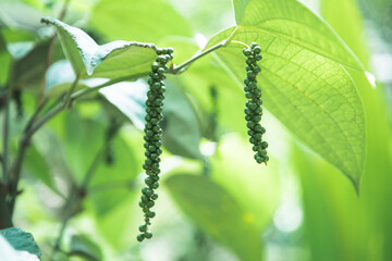 ripening black pepper fruit in the wild