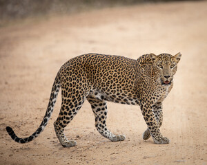 Walking Leopard | Wallpaper Background | Sri Lankan Leopard 
