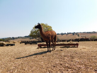 Brown Llama with a black face standing on a farm near the barn with the background filled with winter grass field landscapes, one large green leafy tree behind under a blue sky in South Africa.