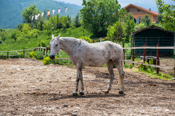 Obraz premium horse in the field