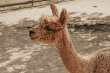 Portrait of a brown colored alpaca closeup