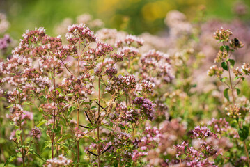 Obraz premium Violet-pink flowers of oregano (origanum vulgare) in july close-up