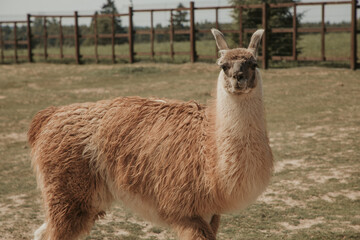 Lama stands on the grass and looks at the camera