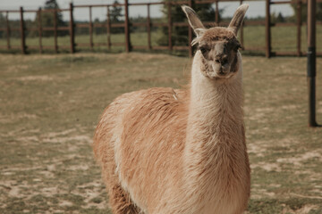 Lama stands on the grass and looks at the camera