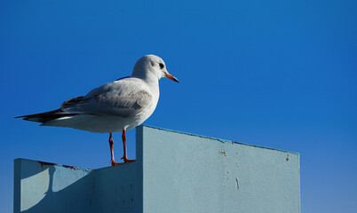 Obraz premium seagull on a post