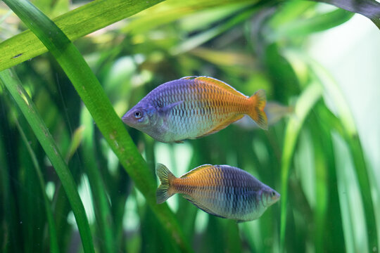 several fish Rainbow Melanotaeniidae in the aquarium close-up