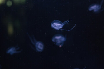 Naklejka na ściany i meble several jellyfish in an aquarium on a black background