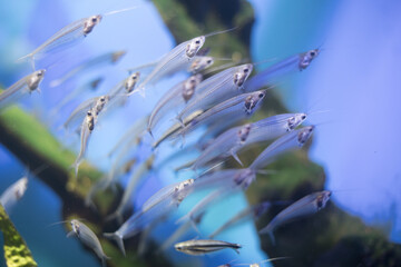 a flock of glass catfish in an aquarium