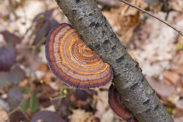 Daedaleopsis confragosa, the thin walled maze polypore or the blushing bracket grows on fallen tree branch