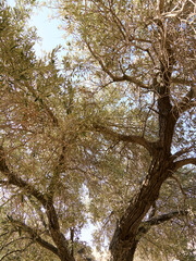 Obraz premium Einer der ältesten Olivenbäume auf Rhodos - steht in der Akropolis Lindos