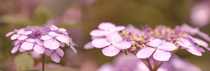 pink hydrangea or hortensia flower close up